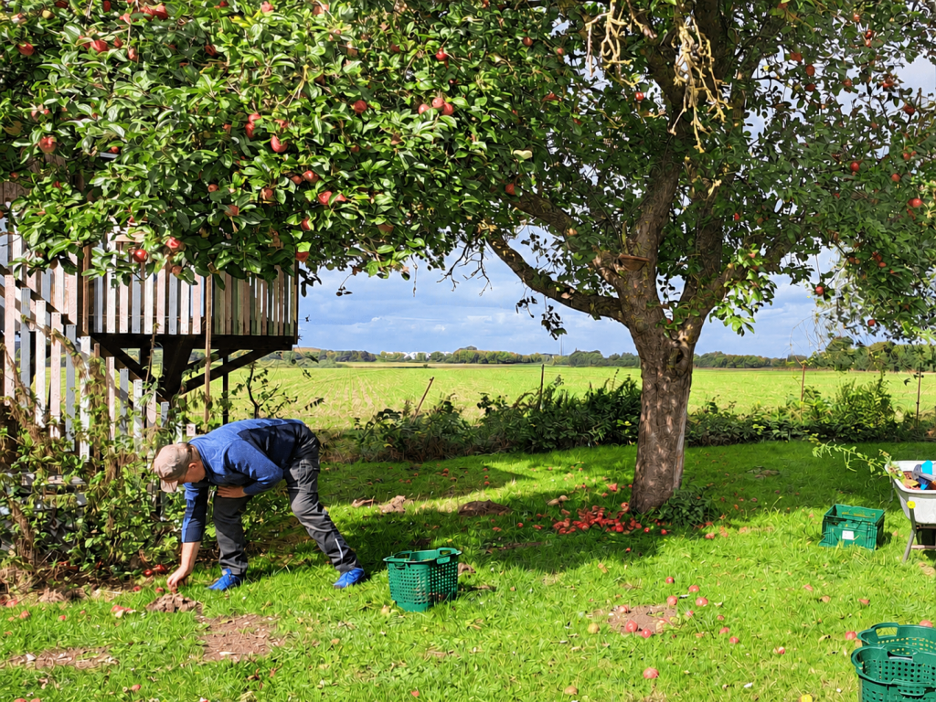 Apfelpflücken in Wilsen